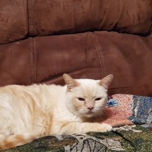 Meet your Posher, Peggie